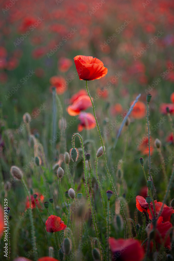 Obraz premium Field of poppies. Background for postcards. Nature in the summer. Sunset sun. Red poppies. Buds of wildflowers and garden flowers. Red poppy blossoms. Copy space