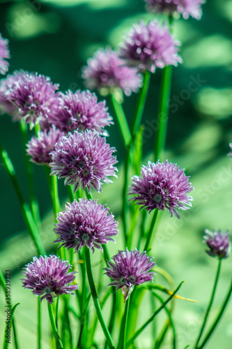 Chives in Bloom