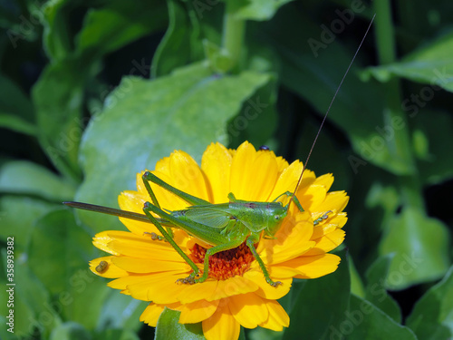 Großes Grünes Heupferd (Tettigonia viridissima) photo