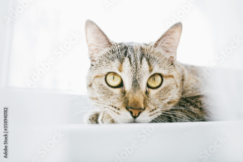 Domestic ginger tabby cat resting on windowsill. © Alex Photo