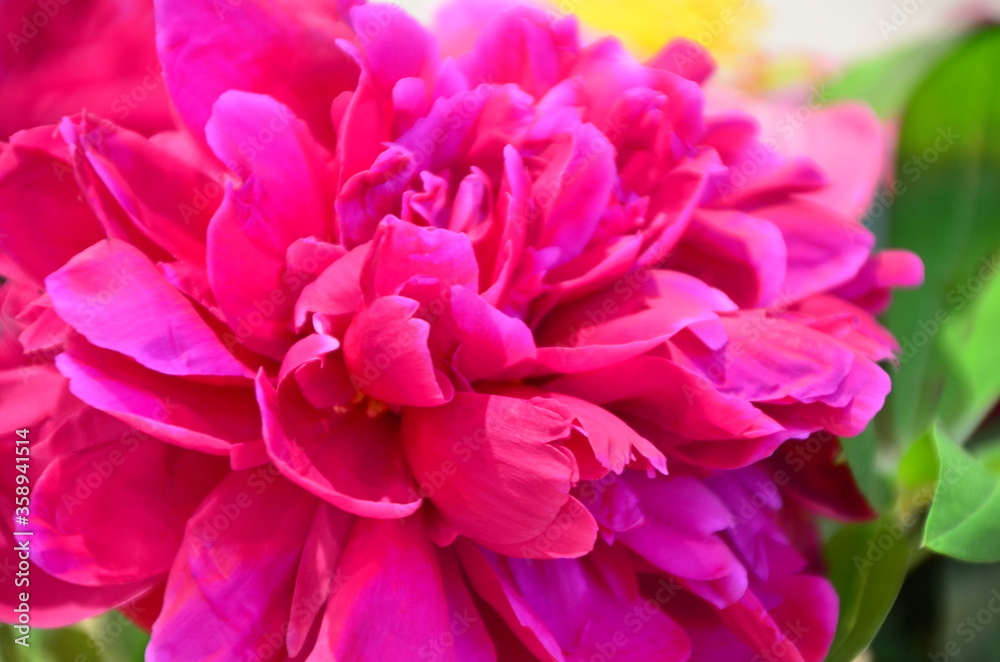 fresh bright blooming peonies flowers with dew drops on petals