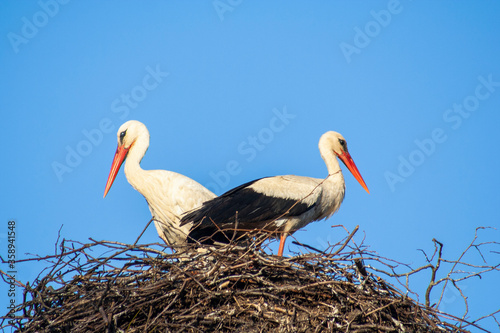 Storks nesting in Estonia