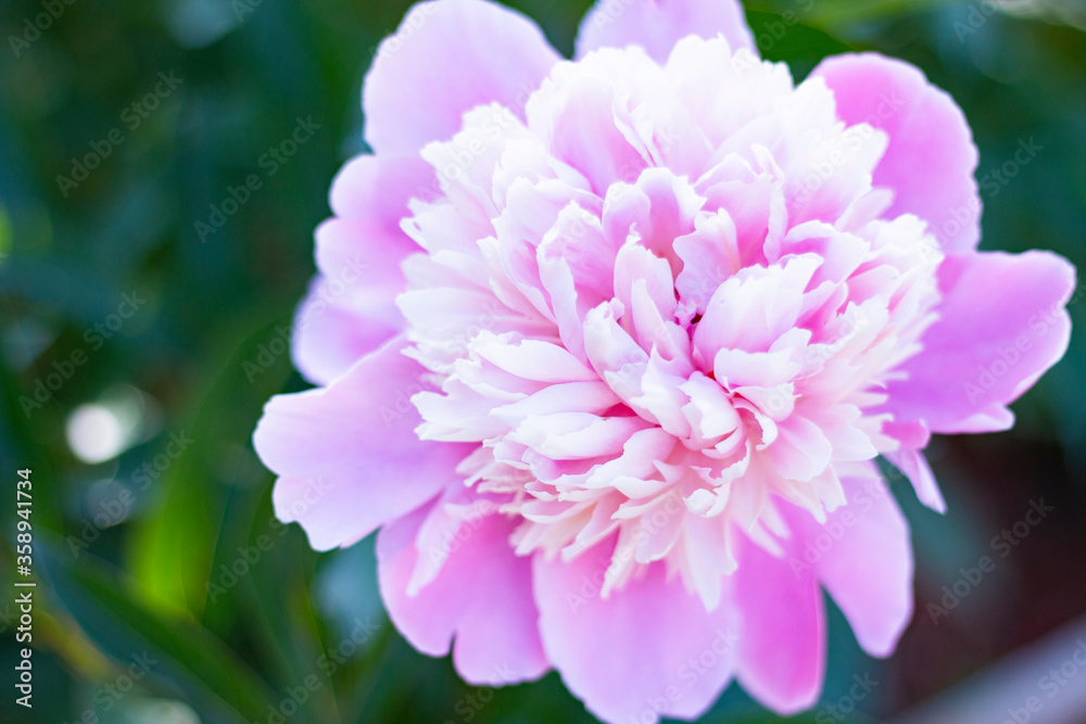 Pink peony flower close up image on the nature abstract blurred green background Pink peony flower close up image on the nature abstract blurred green background