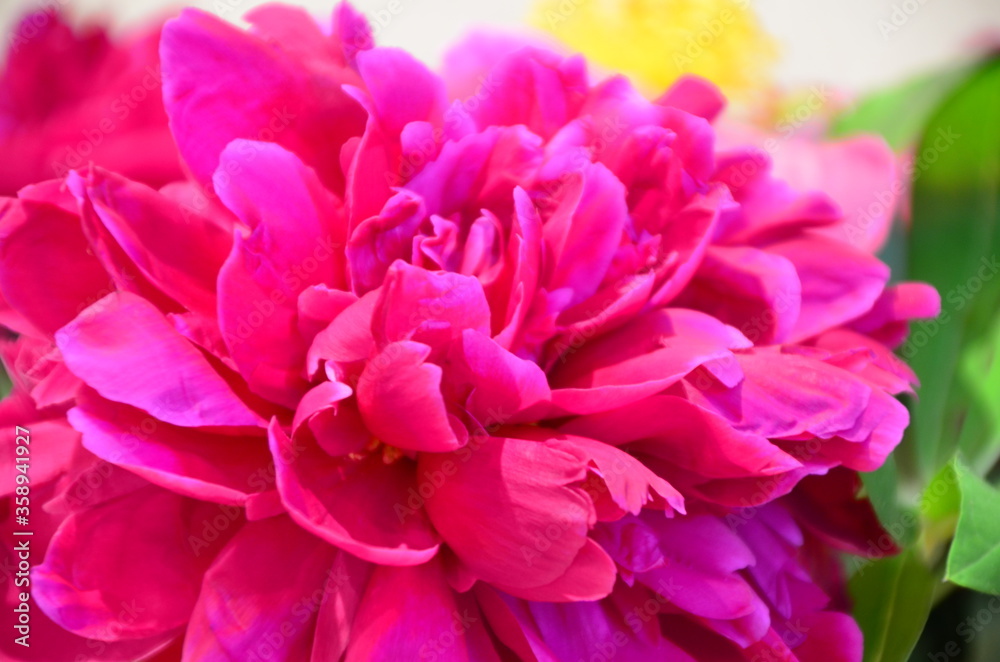 fresh bright blooming peonies flowers with dew drops on petals