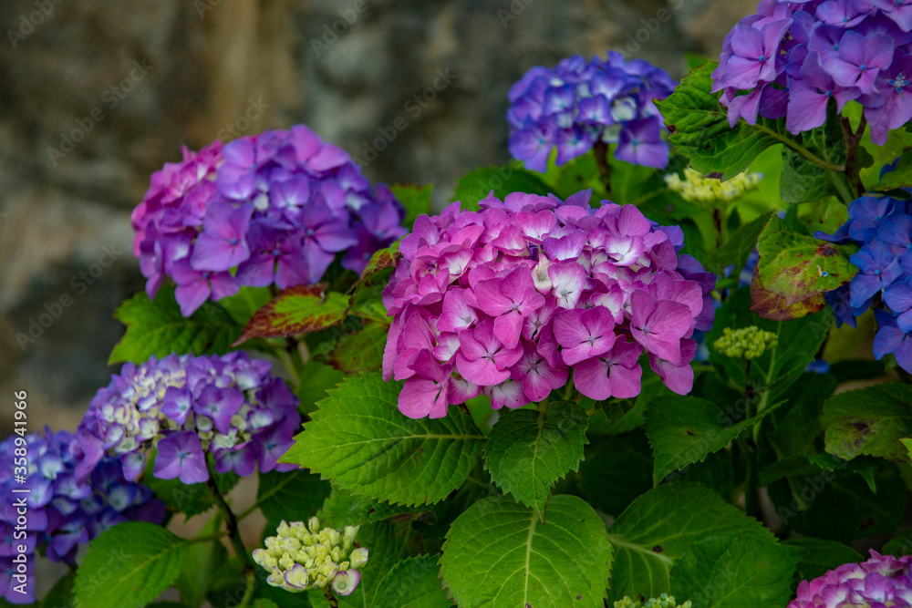 Nature's spring adventure, flowers and colors Nature's spring adventure, flowers and colors