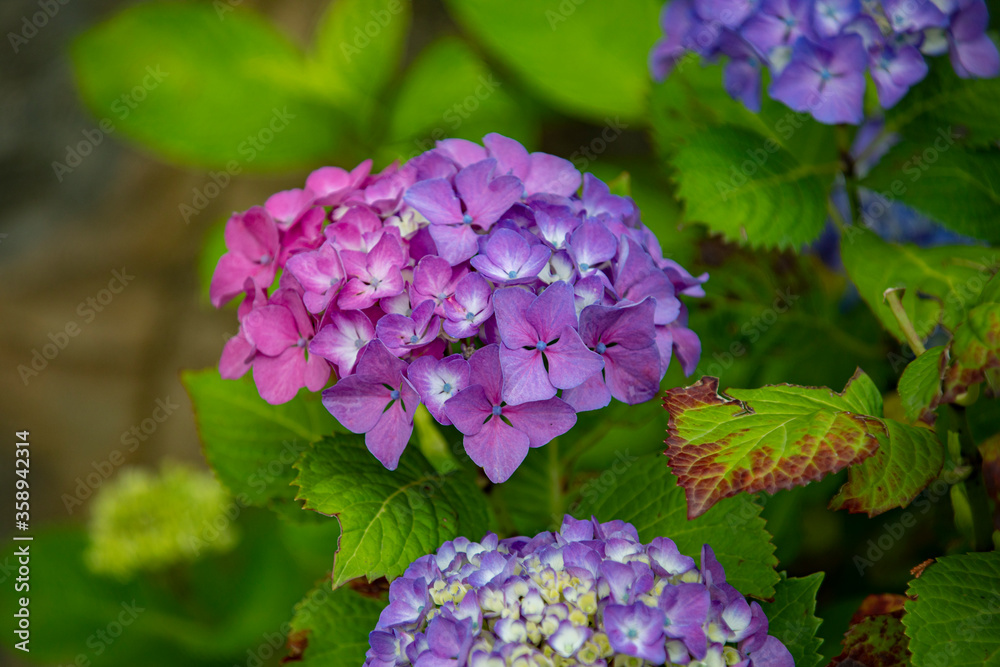 Nature's spring adventure, flowers and colors Nature's spring adventure, flowers and colors