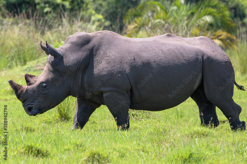 Fototapeta premium Ceratotherium simum