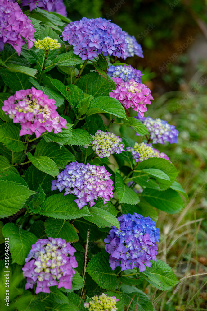 Nature's spring adventure, flowers and colors Nature's spring adventure, flowers and colors