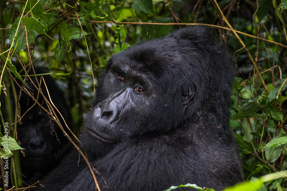 Naklejka premium Gorilla beringei beringei