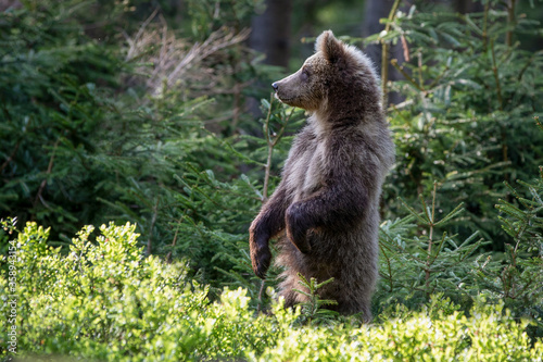 Young Bear stood up on its hind legs. Cub of Brown bear (Ursus Arctos Arctos) in the summer forest. Natural old forest Background with sunrise