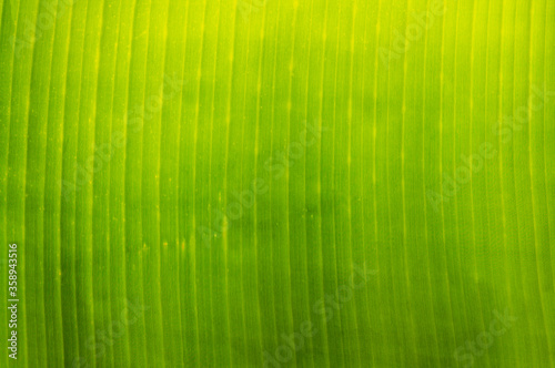 Green banana leaves have water perched on top  Green banana leaf wet  Banana leaves zoom in close