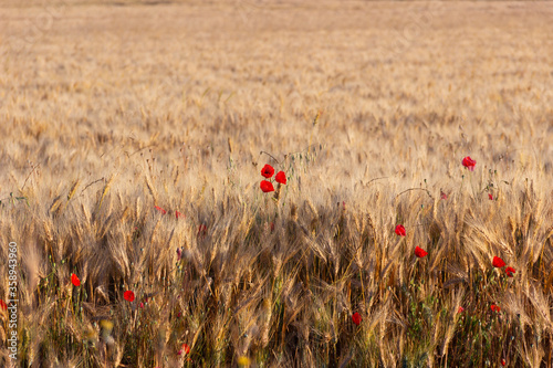 Summertime: poppies over wheat field . Apulia (Italy).