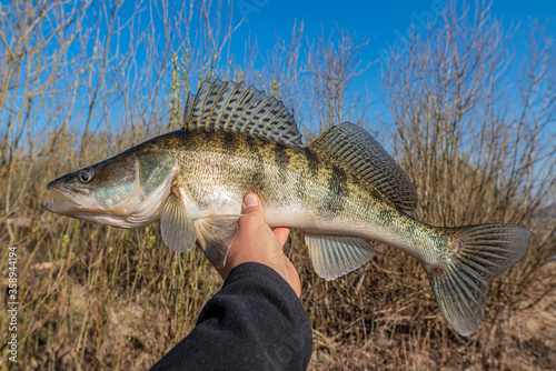 Fisherman with zander fish. Success walleye fishing at wild river photo