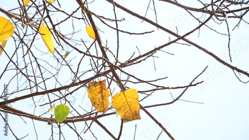 Dry yellow leaves swaying in the wind on tree