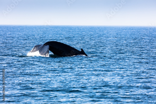 Whale, cape cod