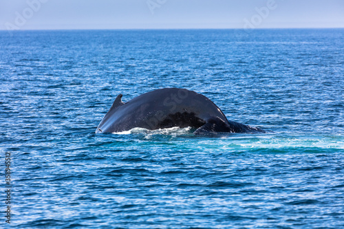 Whale, cape cod