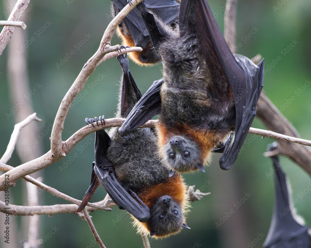 Naklejka premium Grey Headed Flying Fox Hanging Upside Down