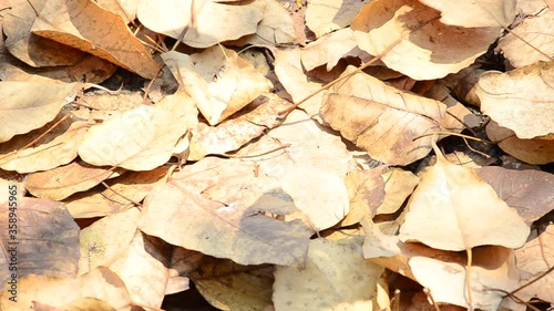 dry  leave