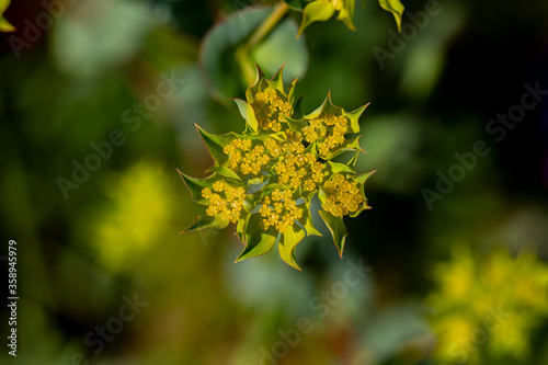 Nature's spring adventure, flowers and colors 