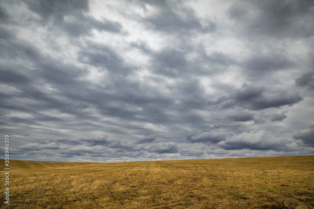 field with yellow grass in autumn in cloudy weather field with yellow grass in autumn in cloudy weather
