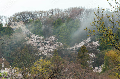 森の中で咲いている桜と朝靄