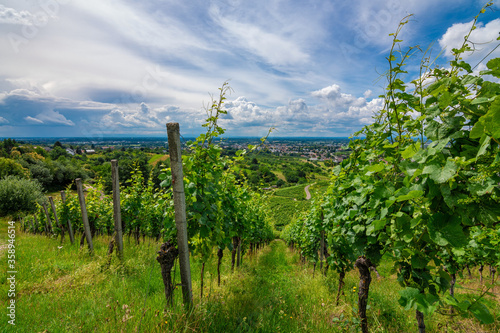 Green grapevine in Bühl, Black Forest, Germany, on a sunny summer day with a blue sky and beautiful white clouds