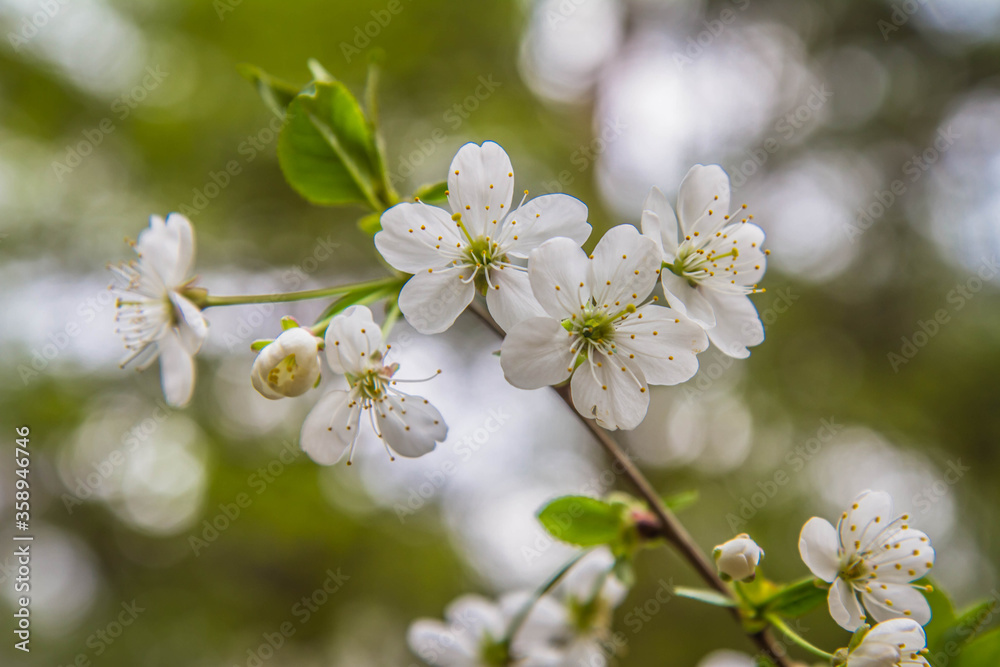 Cherry tree blooming in spring