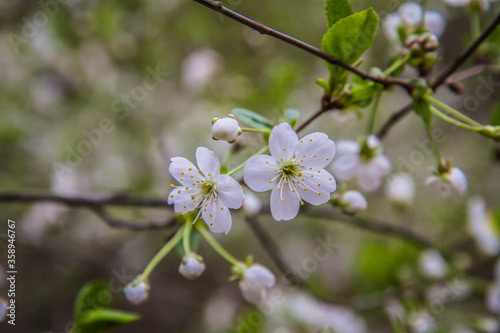 Cherry tree blooming in spring