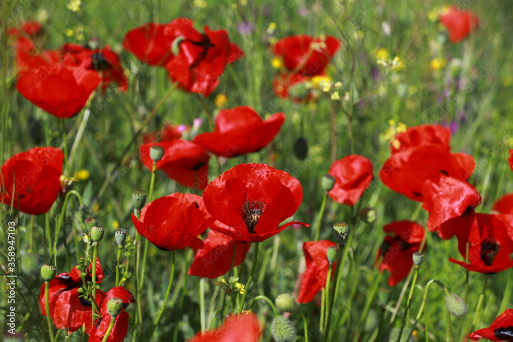 Nature's spring adventure, flowers and colors
Nature's spring adventure, flowers and colors