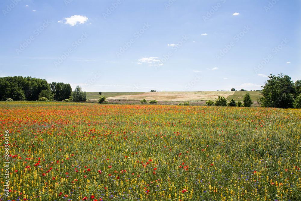 A Meadow with poppy flowers, centaurea flowers and lupine flowers blooming with blue sky above and some trees in the background
