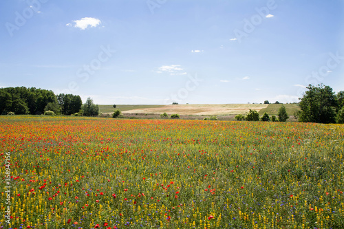 A Meadow with poppy flowers, centaurea flowers and lupine flowers blooming with blue sky above and some trees in the background 