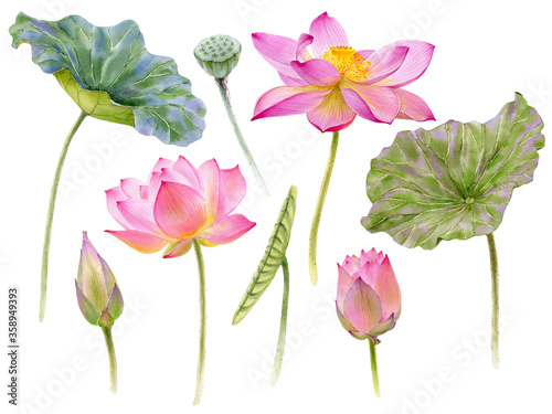 Watercolor set of lotuses on white background for your card, invitation, greeting or design.