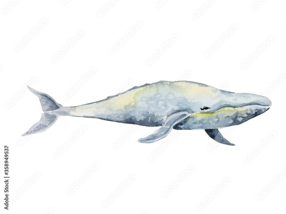 Fototapeta premium Handdrawn gray whale. Watercolor illustration isolated on white.