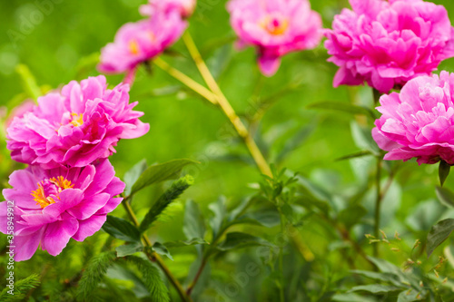 Amazing beautiful pink peonies in the garden. Blurred background. Close up. Space for a text. 
