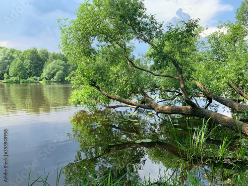 Tree bent over the water of Pekhorka river in the city of Balashikha. Moscow region photo