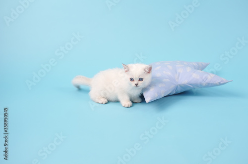 Cute white kitten sitting next to a pillow on a blue background with copy space, studio photography