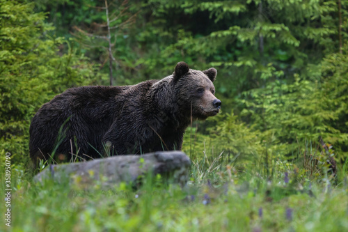 Magnificent male brown bear (ursus arctos) on meadow natural environment