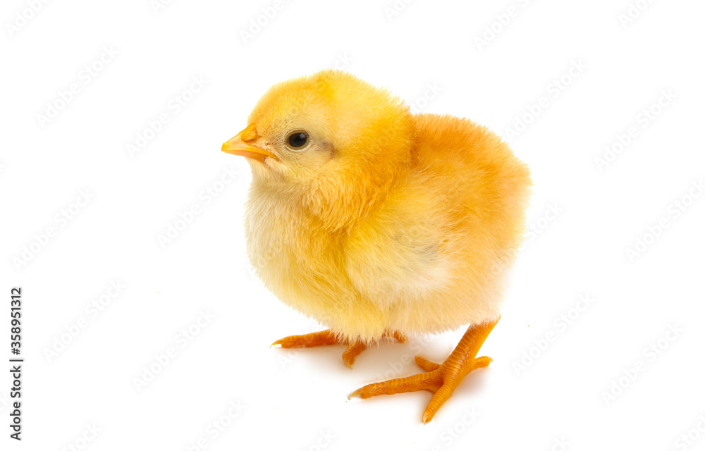 chicken isolated