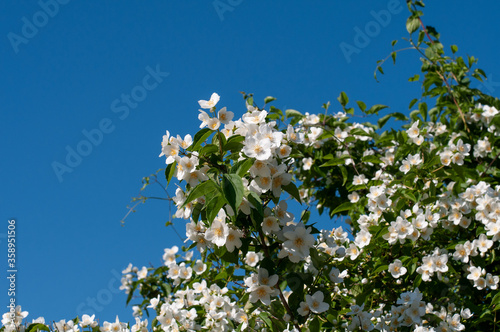 white flowers of a sweet mock orange shrub