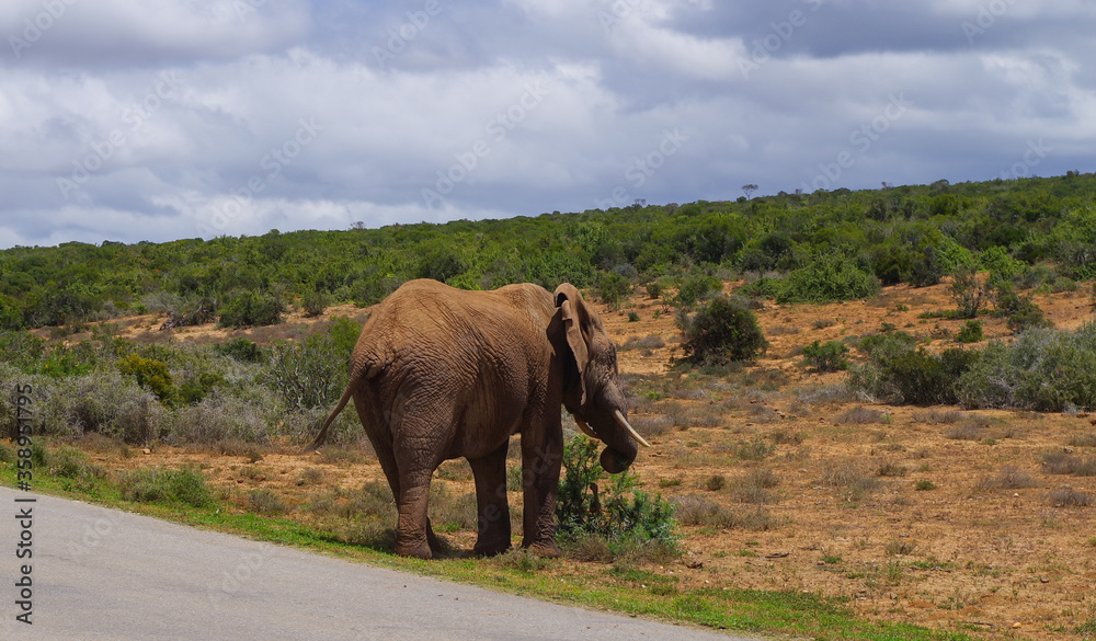 Elefanten im Naturreservat im National Park Südafrika