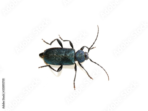 The metallic blue and violet longhorn beetle Callidium violaceum isolated on white background