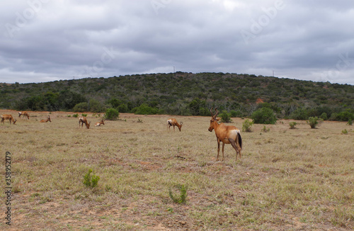 Kuhantilopen im Naturreservat im National Park Südafrika