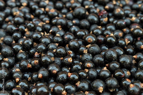 background of black currant berries macro