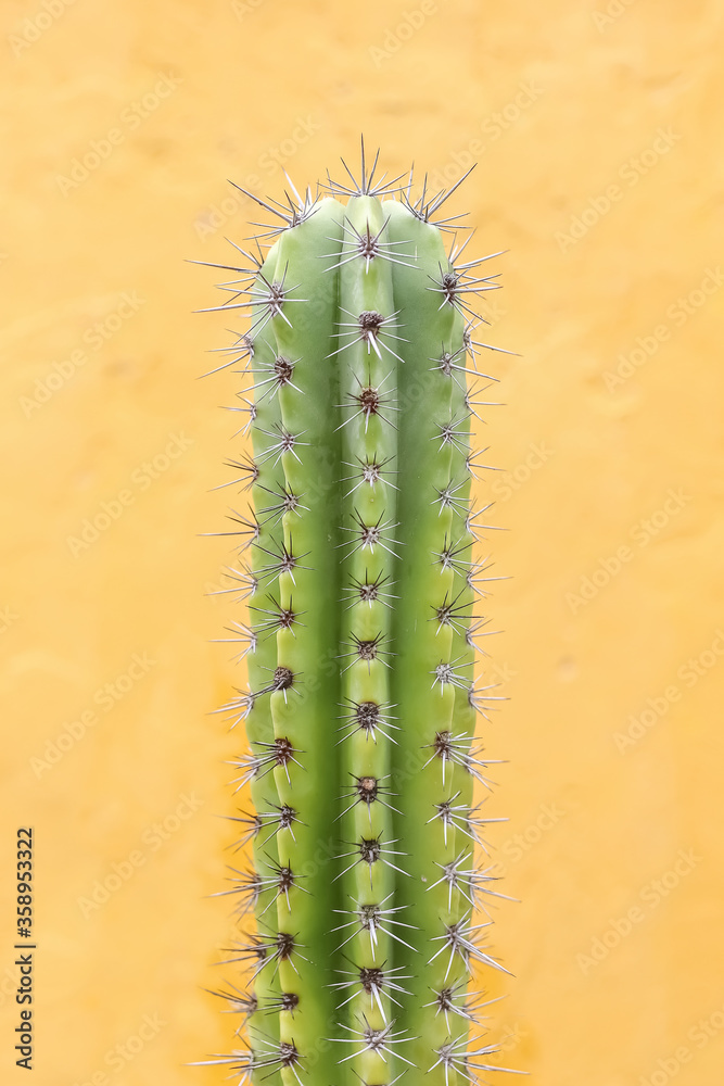 cactus on yellow wall background
