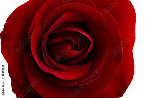 Fototapeta Naklejka Na Ścianę i Meble -  closeup red rose isolated
