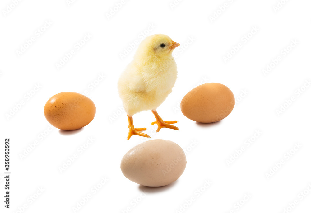 little chicken isolated little chicken isolated