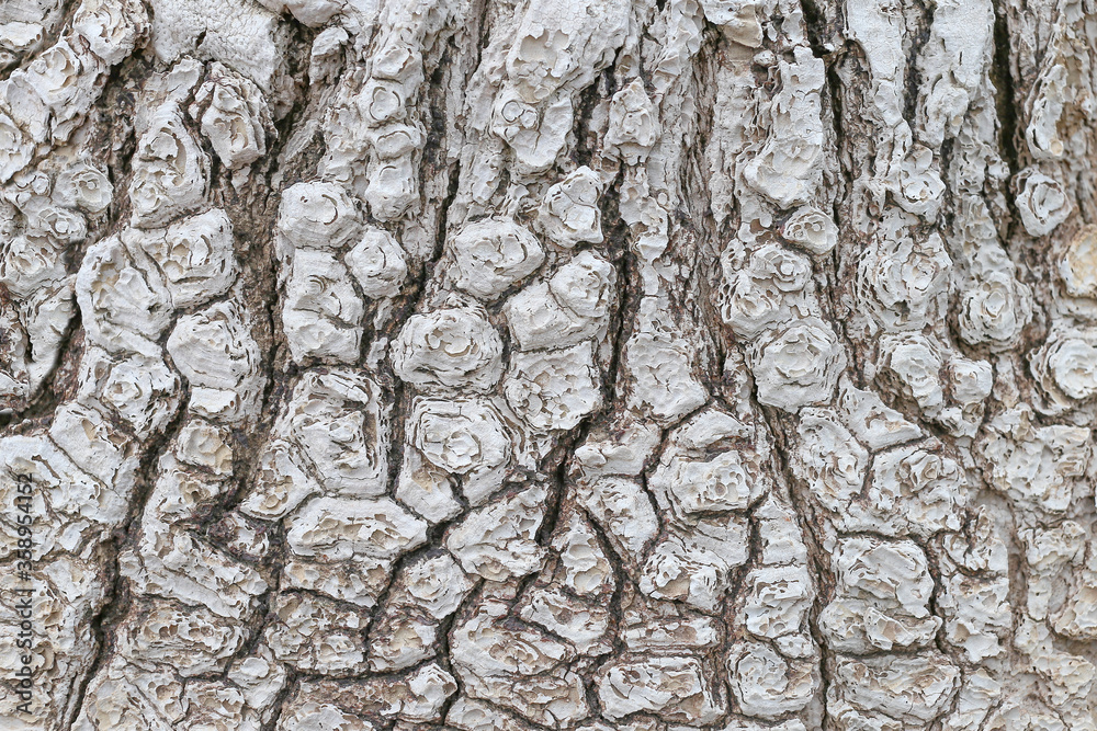 The surface of tree. Tree bark texture nature abstract background The surface of tree. Tree bark texture nature abstract background