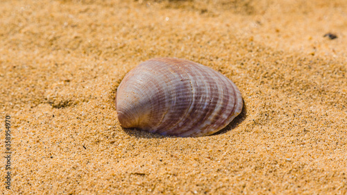 An open shell of a seashell lies on the sand