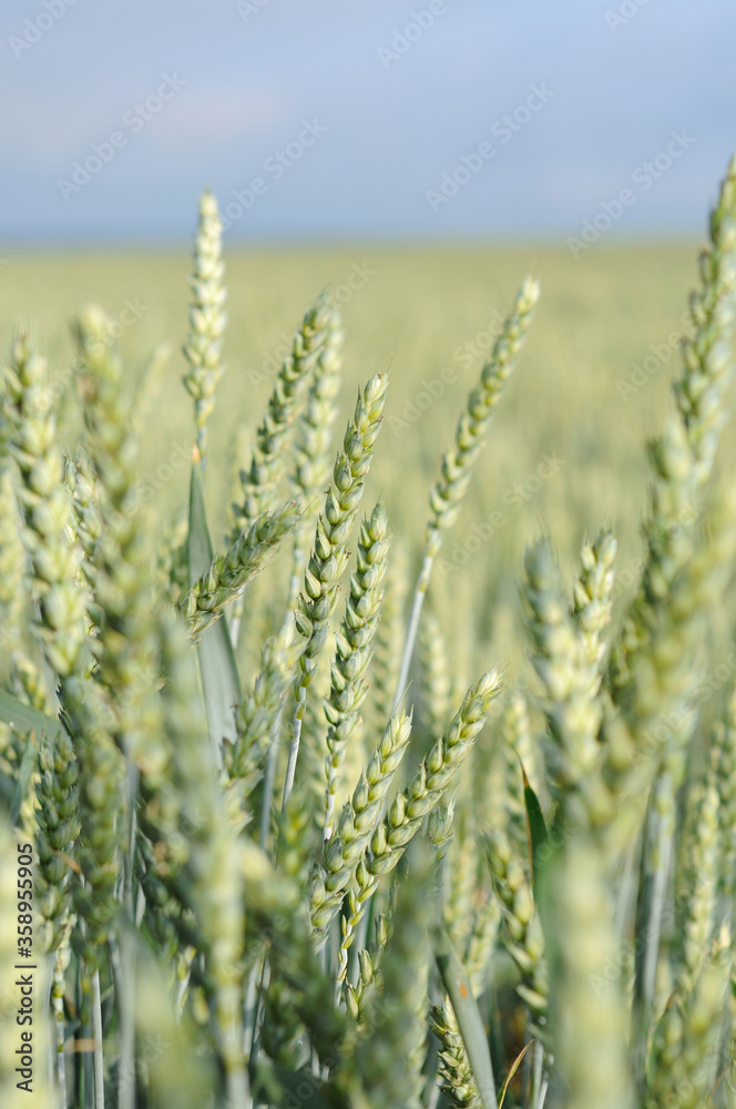 Wheat field in early summer closeup. Shallow depth of field Wheat field in early summer closeup. Shallow depth of field