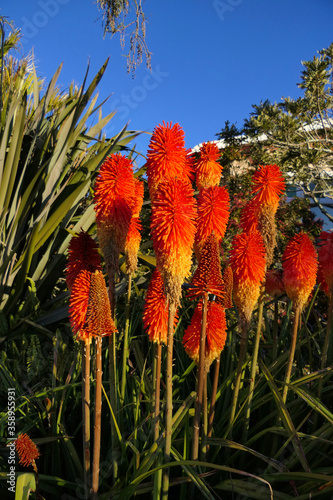 A group of the bright red and yellow torch lilies, also called tritomas, red hot poker, knofflers or Kniphofia photo